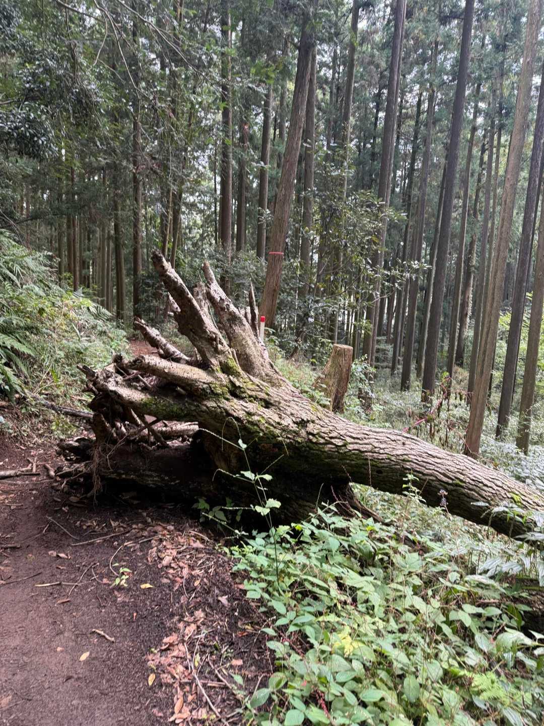 三ノ塔-烏尾山-行者ヶ岳-木ノ又大日-塔ノ岳-小丸-鍋割山 縦走コースの写真