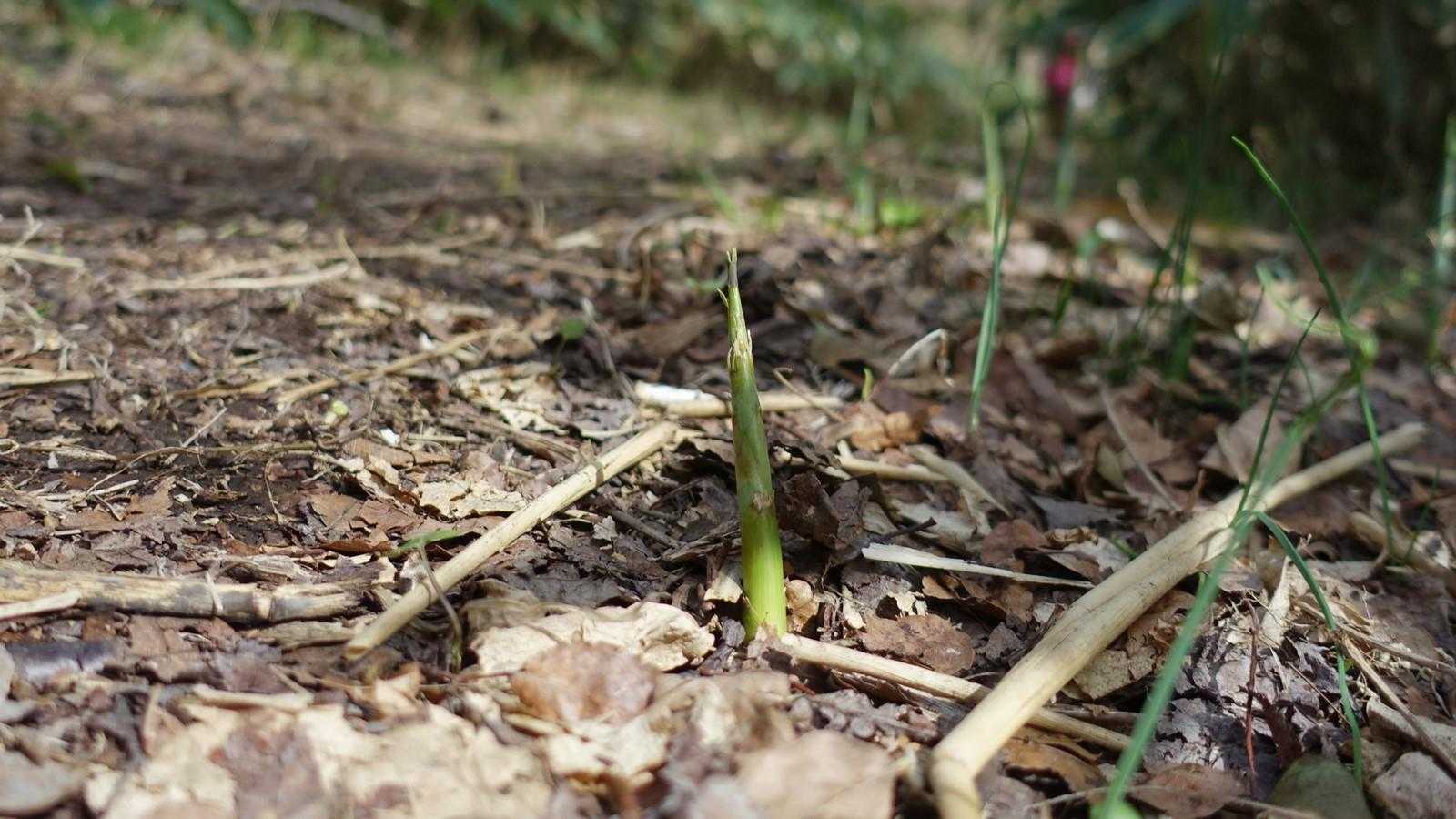 タケノコ