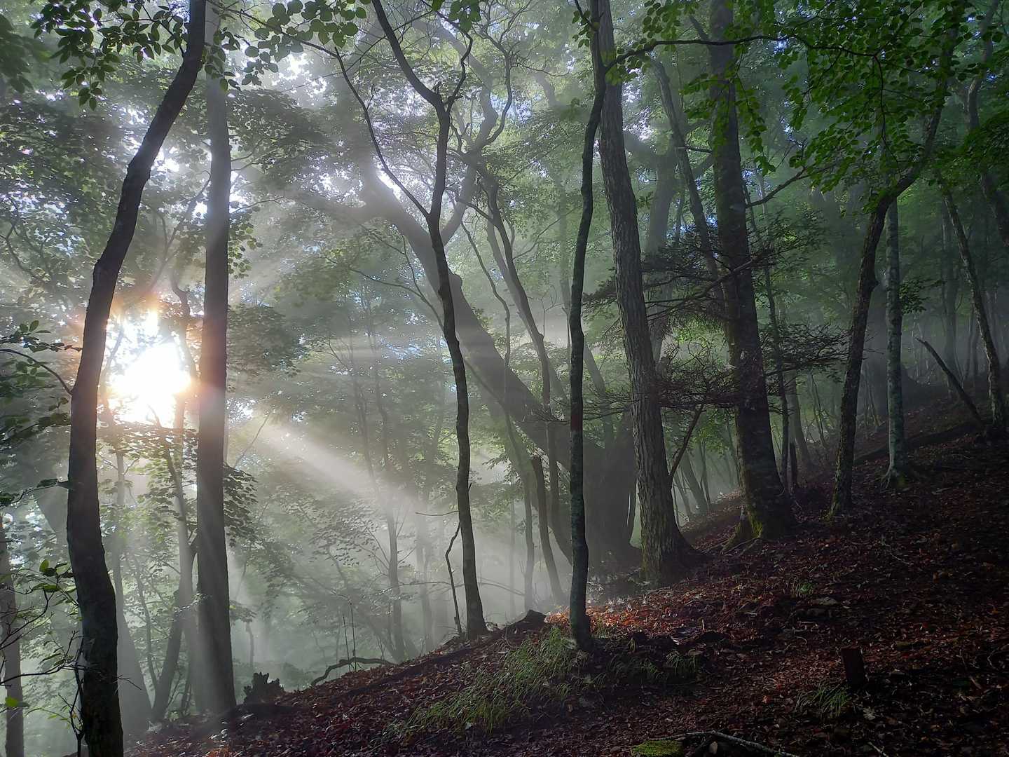 幻想的です