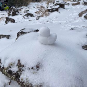 かわいいアヒル😍