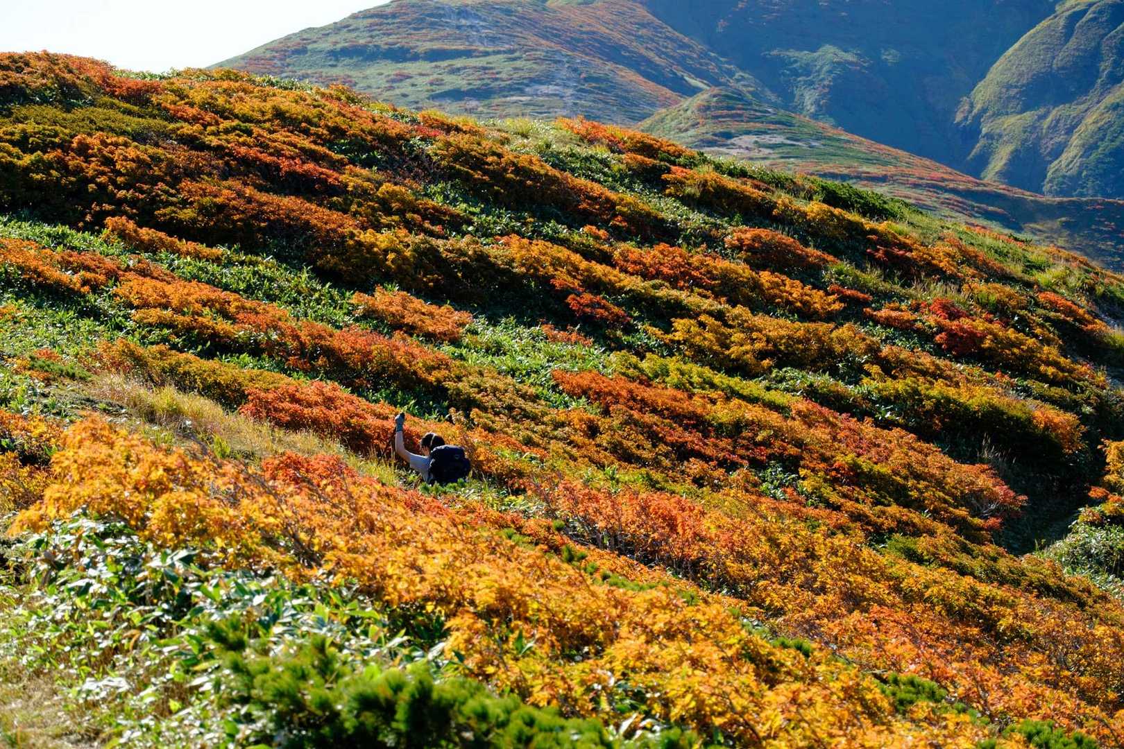 陽光を浴びると紅葉の美しさが引き立ちます