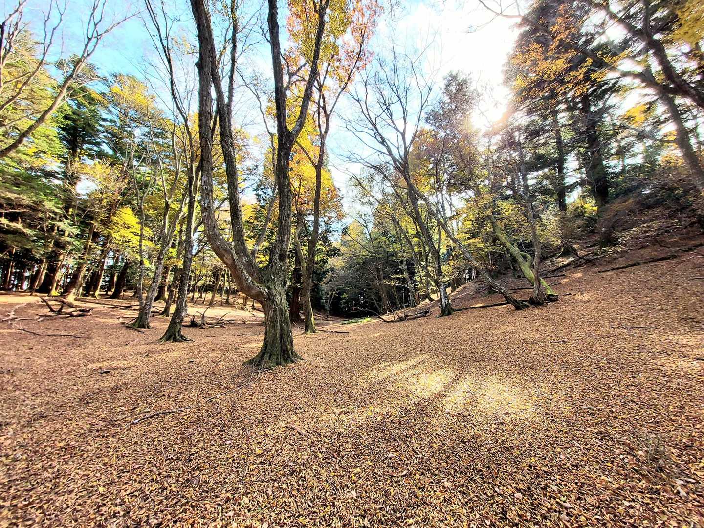 広い広い…😳
一面 落ち葉🍂で フカフカだよ～ 😆