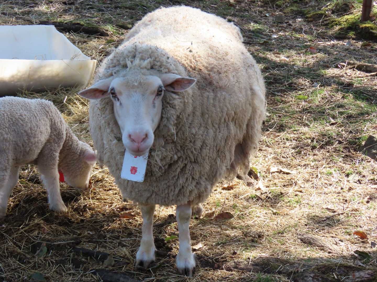 めえめえ牧場に降りてきました🐏
お母さんの小春ちゃん😊