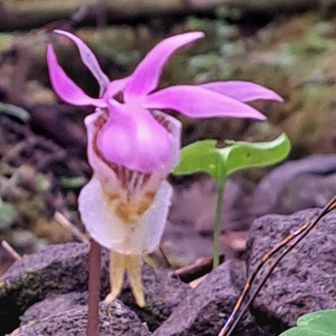 あほパパ