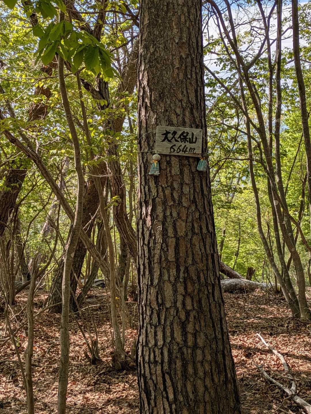 蜂城山-神領山-大久保山 縦走コースの写真