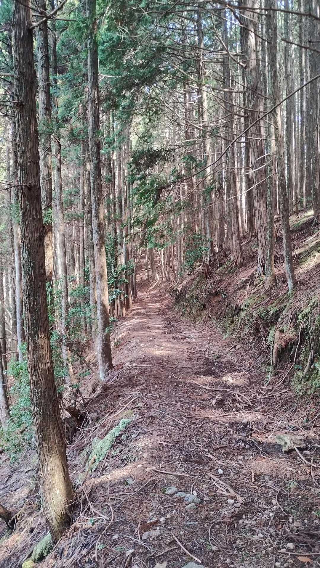 倒木が多いですが綺麗な杉林を通ります。