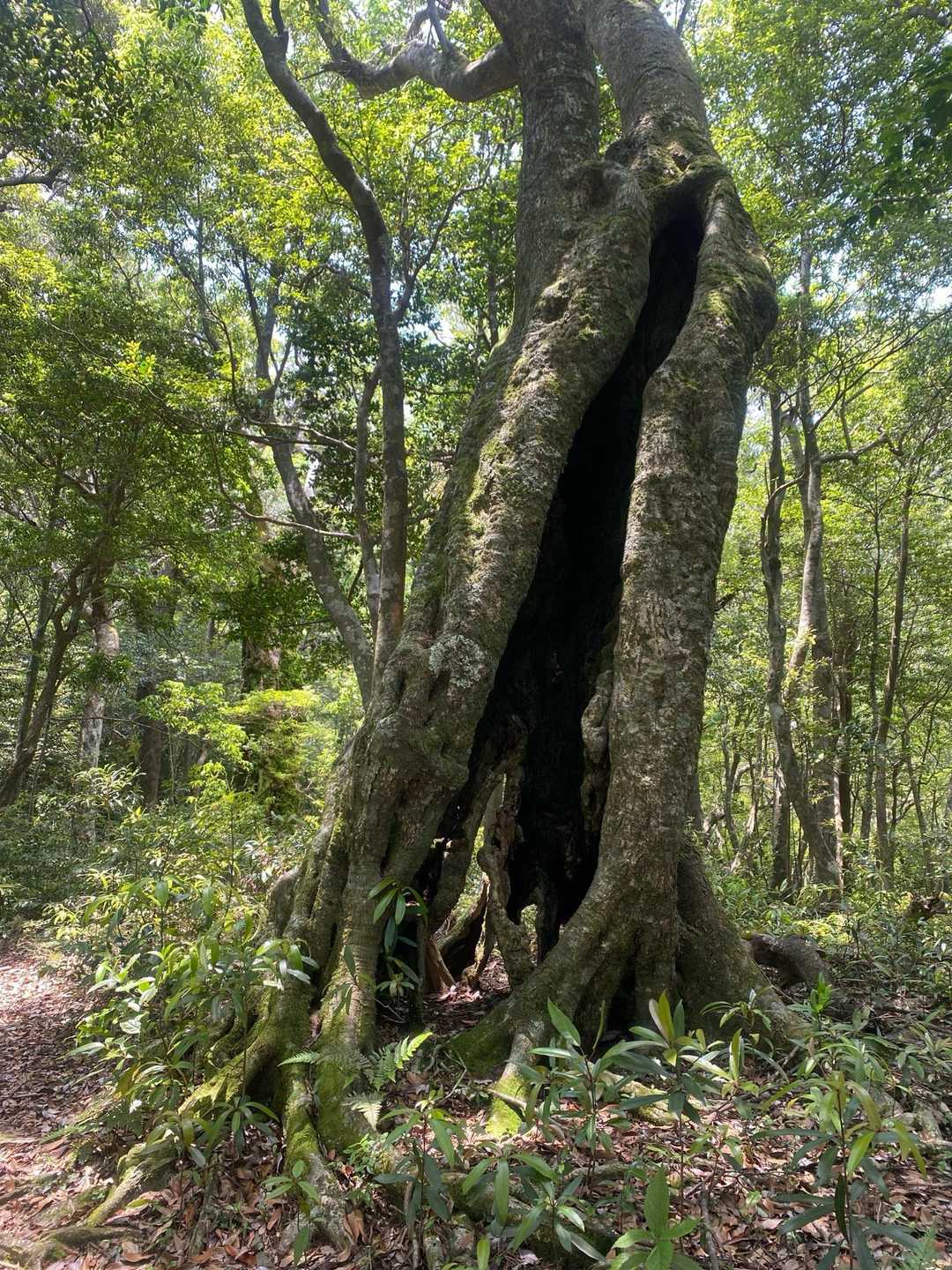 愛子岳登山口-愛子岳 往復コースの写真