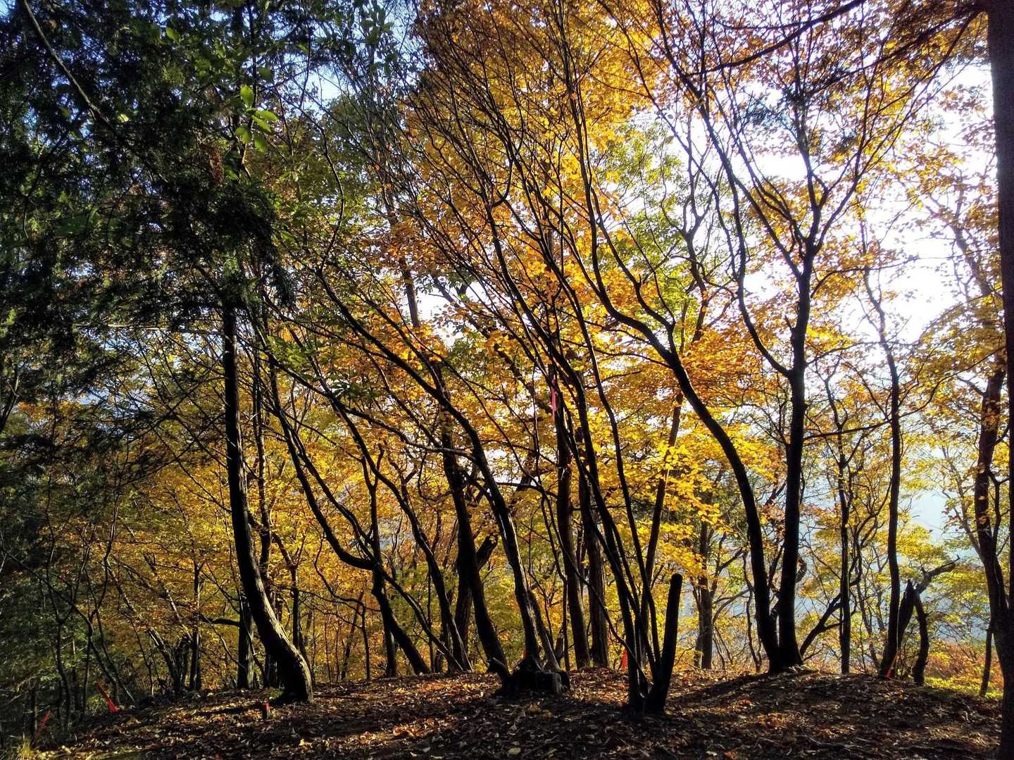 🍁✨