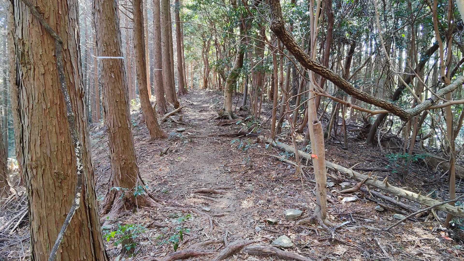 これが、正しい登山道です。