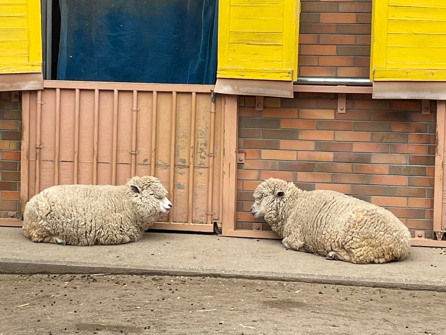 毛皮着てても
さぶいのね