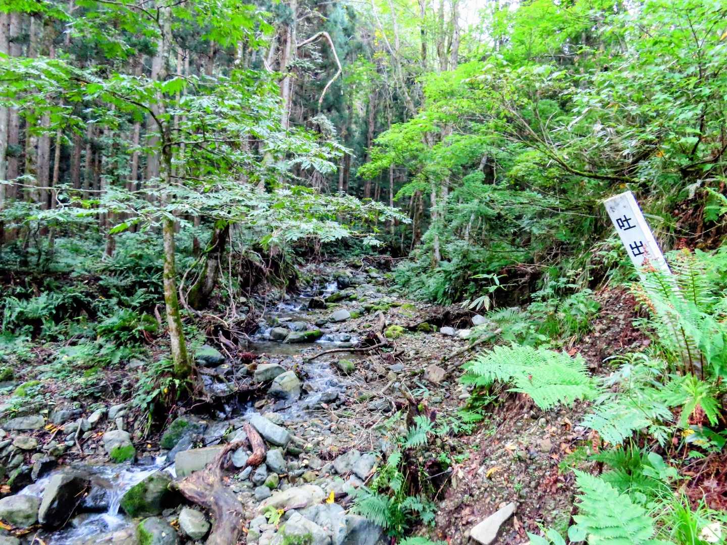 
YAMAPの軌跡でも迷いやすいポイントのよう。
右奥にもピンテがあったので進んでしまいましたが、沢が現れたら左にすぐ渡渉してよかったみたいです。
下山の方がわかりやすいと思います。