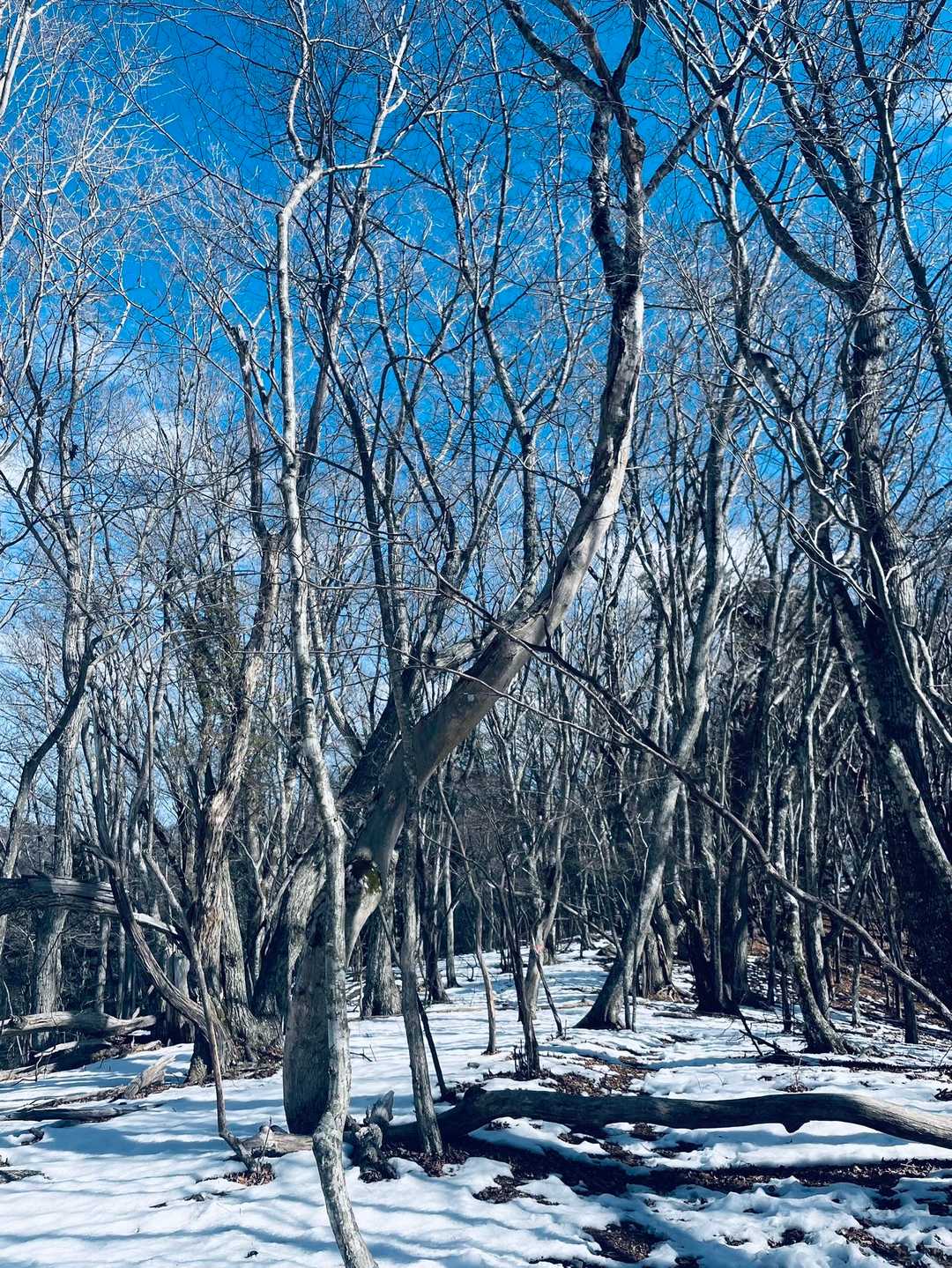 雪が少し残っているので、チェンスパ必要かな