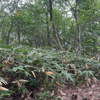 7座目に行く道に🚧薮薮でパス
「体力的には行けたけど通行止めで行けなかった」
ことに、、、😝

(追記)崩落箇所は山頂の先なのでピストン出来るそうです！
薮ですがピークハンターはレッツゴー⁉️