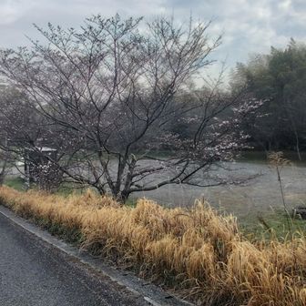 鞍手・長谷駐車場のさくら