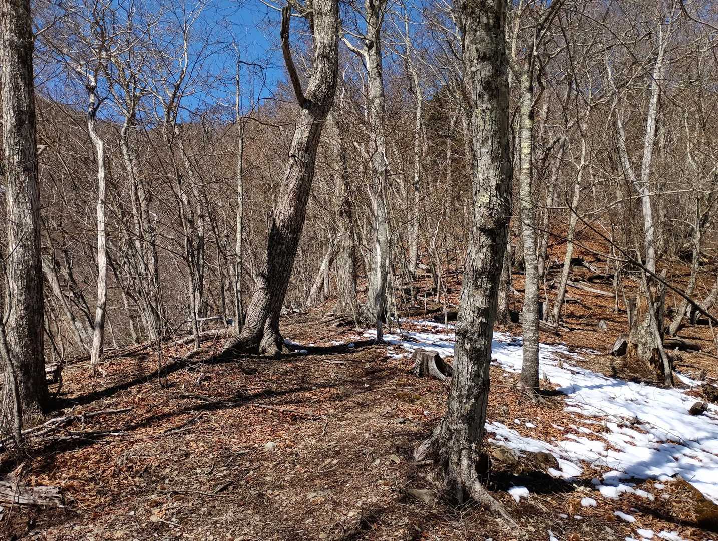 山頂に向けて徐々に雪が積もってます。