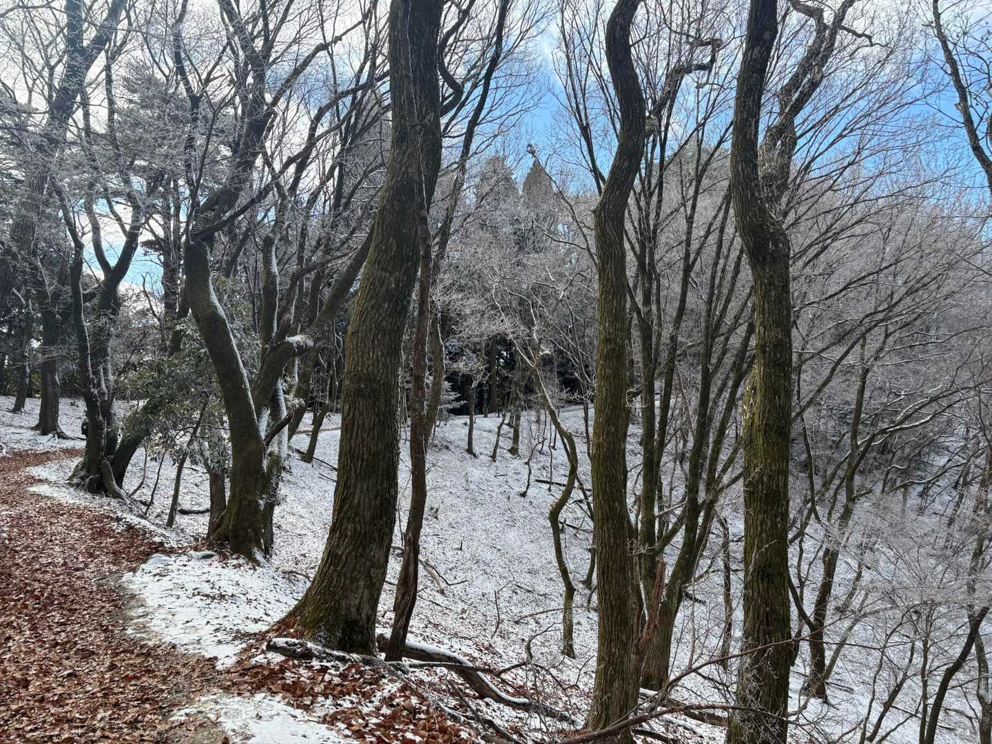 上杉尾根コース登山口-妙見山-黒川駅 周回コースの写真