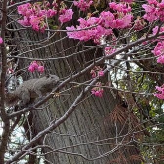 タイワンリスだ！