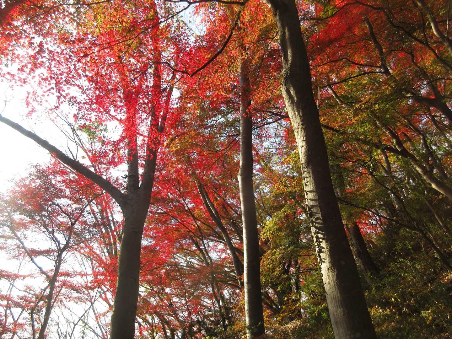 
🍁

