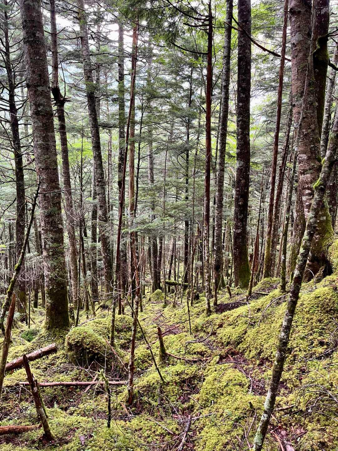 ザ・八ヶ岳　苔の緑色が目にやさしい
