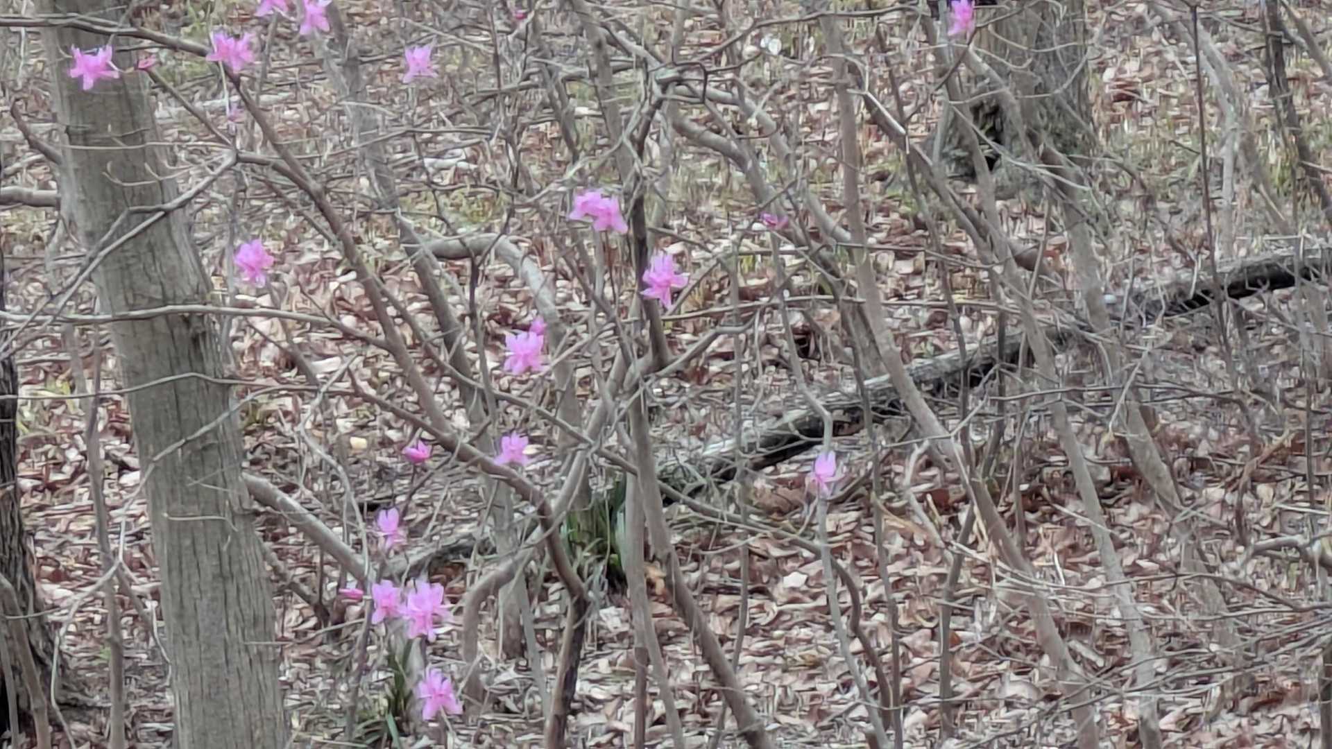 きれー