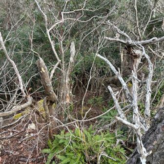 倒木で塞がれております。
右の岩場より抜けました。