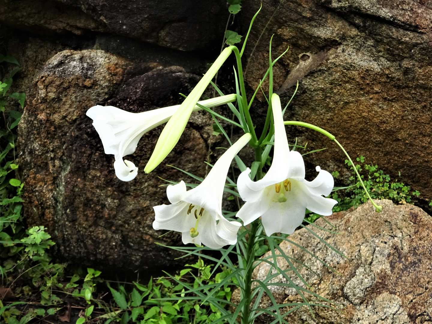 花が真っ白なのでシンテッポウユリと判定