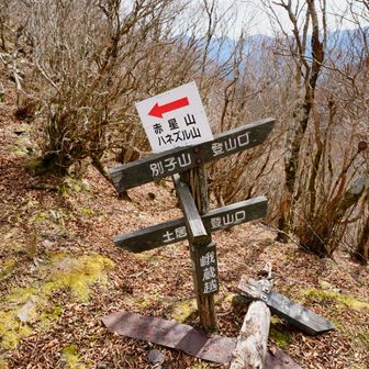 峨蔵越　土居登山口との合流地点
ここから急登のはじまり