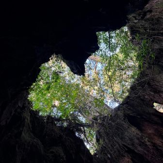 ウィルソン株🩷