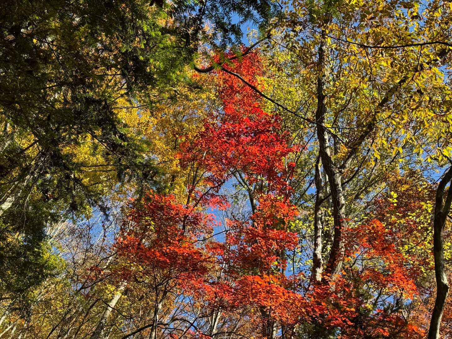 🍁見事です😃