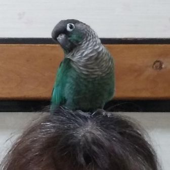 ふくたき