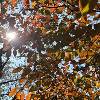 ✨紅葉