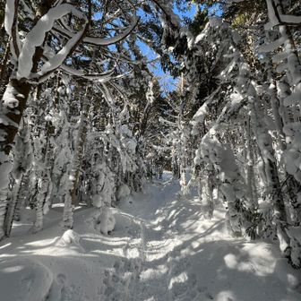 重たい雪と八ヶ岳ブルー🩵