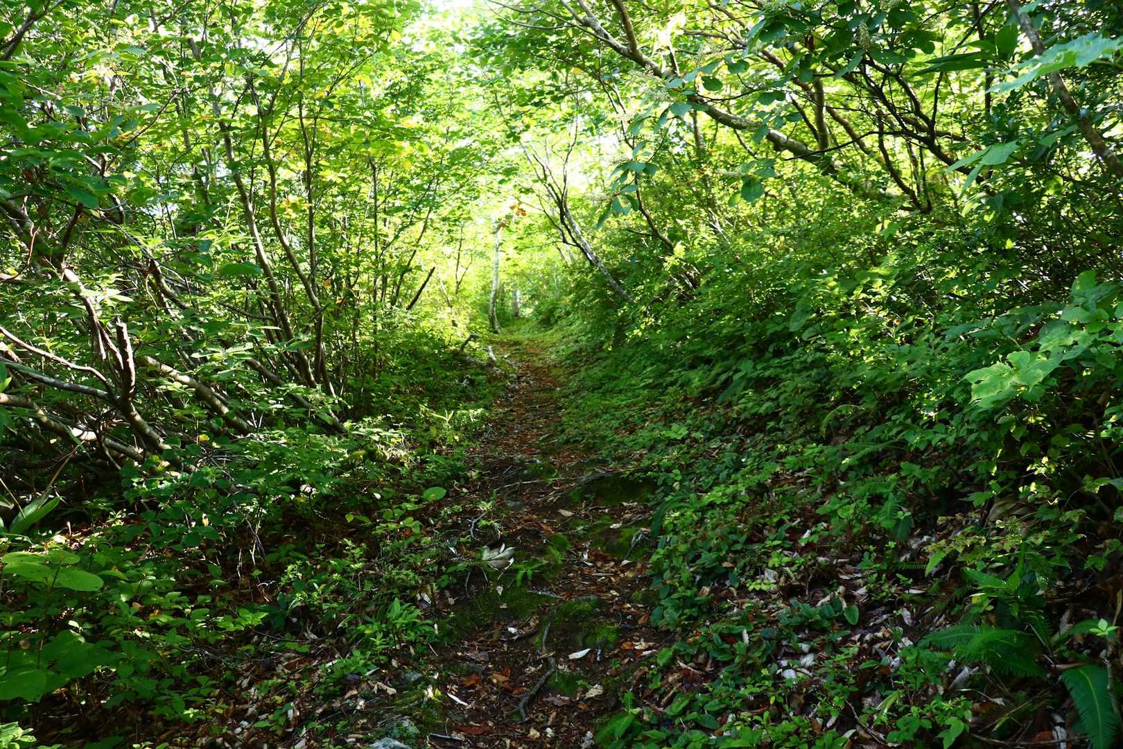 有屋口登山口-神室山 往復コースの写真