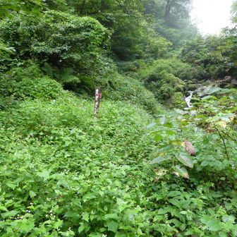 藪じゃねえか、、、