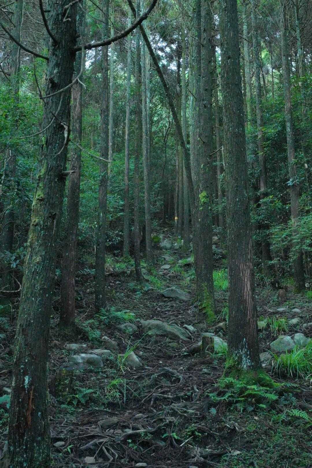 尾根に出るまでの登山道は、等高線密集ルートにしては歩きやすかったと思う、たぶん。