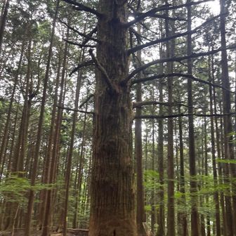 登りで撮り忘れた大杉様。
変わらずにありがとうございます🙏