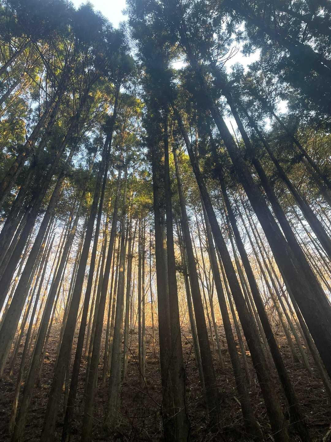 スギ🌲スギ🌲スギ🌲➡️🤧🤧🤧