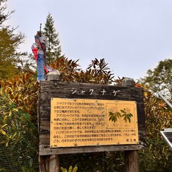 ここにもこいのぼり🎏