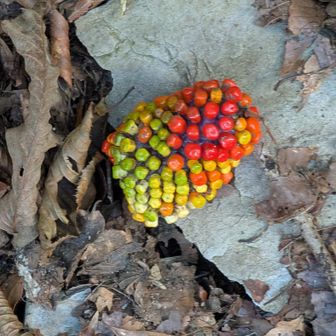 まむし草の実
食べたらヤバいやつ
