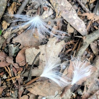 幸せのケサランパサラン？
今日は、色んなところで見ました✨