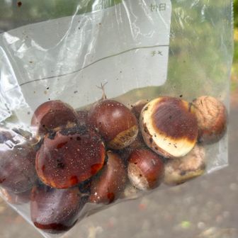 🌰