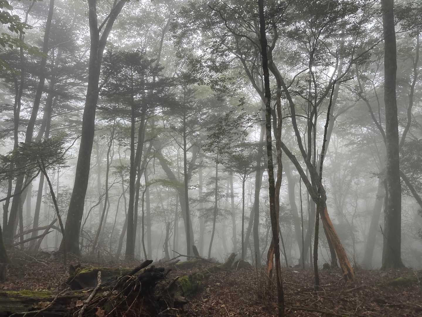 下山は幻想的に