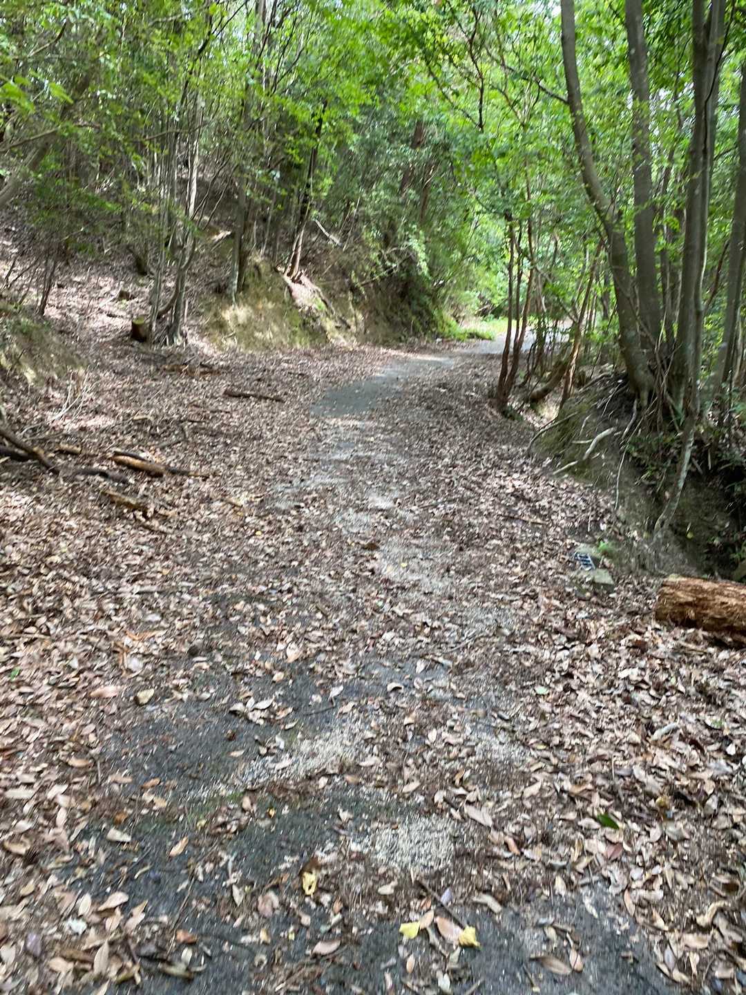 登山口からしばらく舗装道路を登ります。