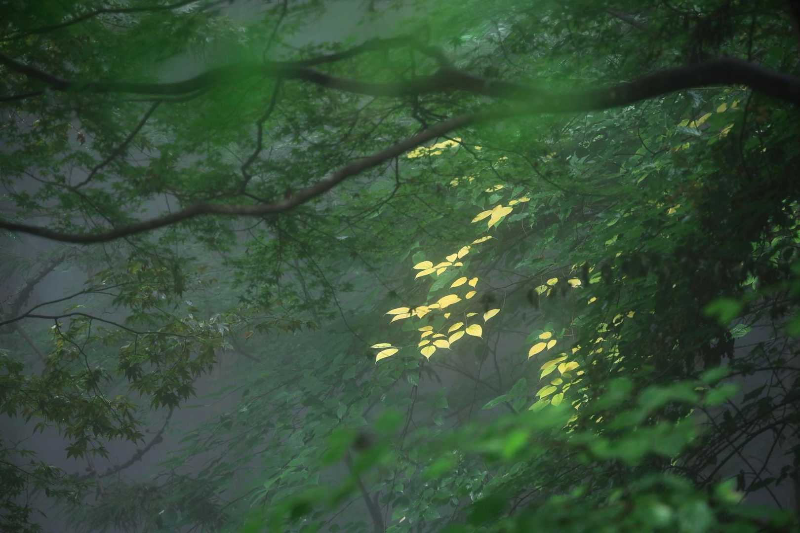 黄葉？
