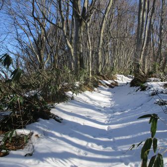 花立峠先のブナ林と登山道の雪