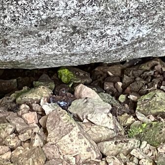 これなんかヒカリゴケっぽいな…