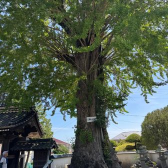 樹齢約800年らしい
気になるのは銀杏好きやねん
めっちゃ落ちてる　ちょっと早ない？