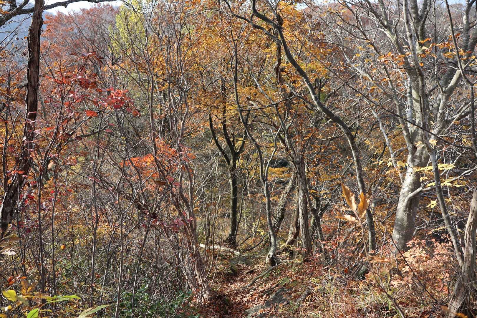 この先は紅葉🍁の中の稜線歩き🥾
