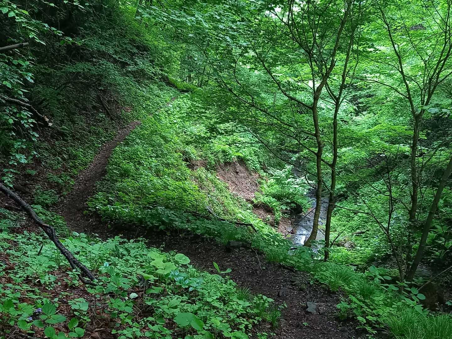 気持ちのいい登山道だ🍀