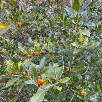 これはクチナシの実？でしょうか?疎すぎて…